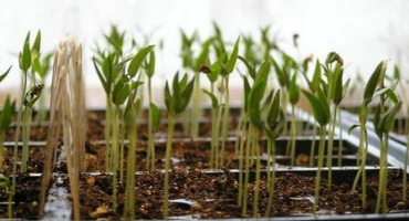 Efektivní způsoby otužování sazenic rajčat